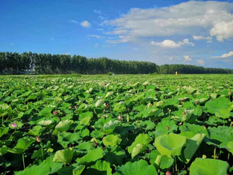 专业蜻蜓写作平台官网 - 创意文案与内容创作新篇章